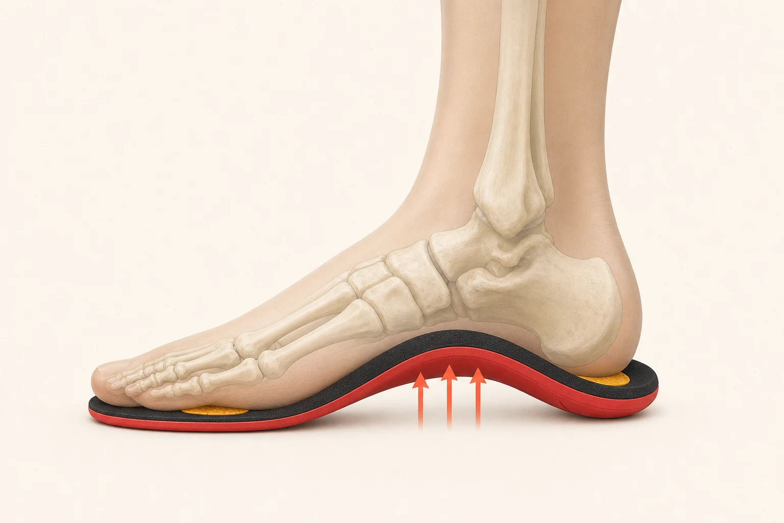 Side profile of a foot on the structured Ortavio ArcCore insole